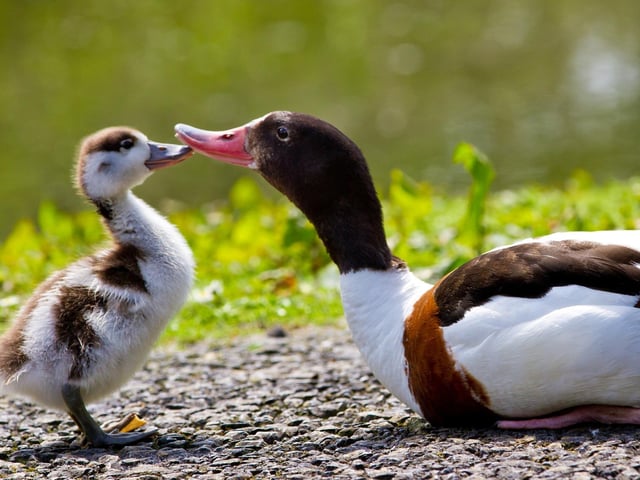 Arundel Wetlands Centre is having a Duck Detectives event between April 1 and 16. Get closer to nature on this Easter trail and reveal the wildlife secrets only a true Duck Detective knows. The Duck Detective trail file is included in your regular admission price.