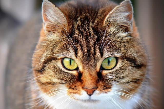 A new medication is making treating diabetes in cats much easier