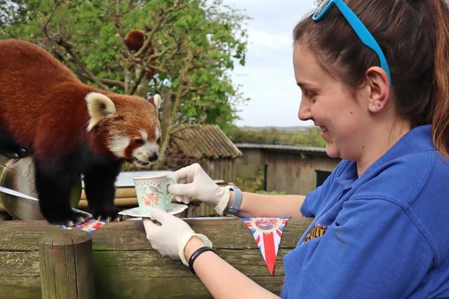 This red panda looks adorable as it tries a traditional English tea.