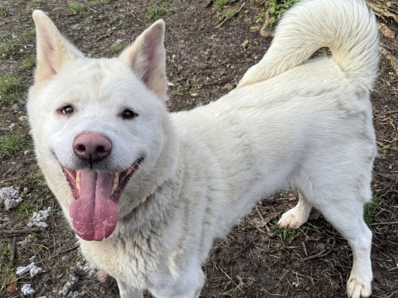 Crystal is a big, bouncy girl who can be quite strong on the lead and is looking for an experienced owner. She is very friendly and enjoys attention. Due to her breed mix, she will need plenty of mental stimulation to keep her entertained. Crystal has lived with dogs in her previous home and will be socialised further while at the shelter, the RSPCA said. She is looking for a home with adults or teenagers who are used to dogs. Crystal is a new arrival who is still being assessed at the moment. View Crystal's profile here: https://rspca-brighton.org.uk/project/crystal/