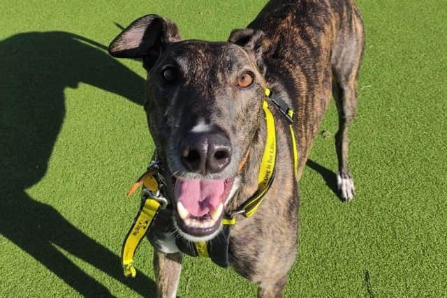Rocco, a greyhound at Dogs Trust Shoreham, is looking for a home.