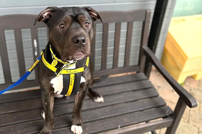 One-year-old Gunner is not only super smart, but he’s also keen to learn and has been making brilliant progress with his various training plans.