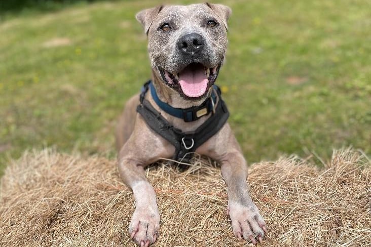 Louie is a six-year-old male Shar-Pei crossbreed at Brighton Animal Centre in Braypool Lane.