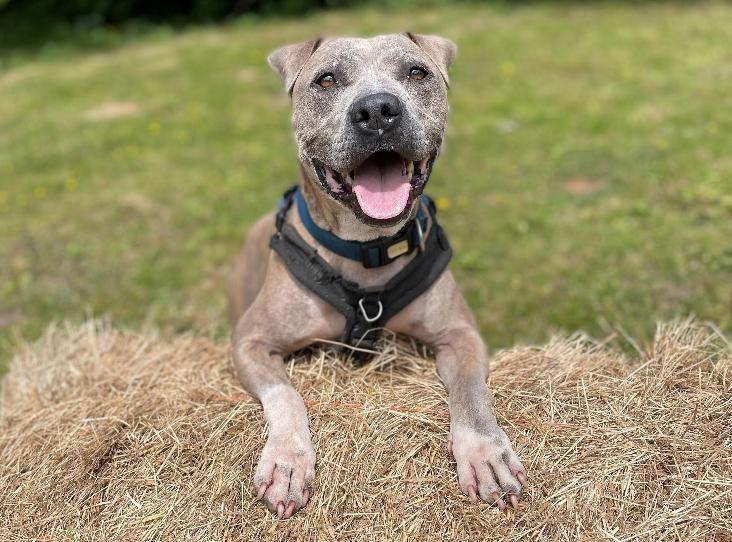 Louie is a six-year-old male Shar-Pei crossbreed at Brighton Animal Centre in Braypool Lane.