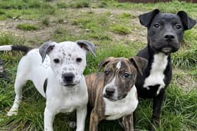 Olive, Kiwi and Zest are boisterous, friendly, cheeky pups who will need complete training, including housetraining. They will need their own, private, secure gardens to help with this. As they have been in kennels for the last six weeks, they have had limited life experiences so will need families with plenty of time to spend with them. The RSPCA said they are playful pups who can be quite mouthy so would not be suitable for very young children.
