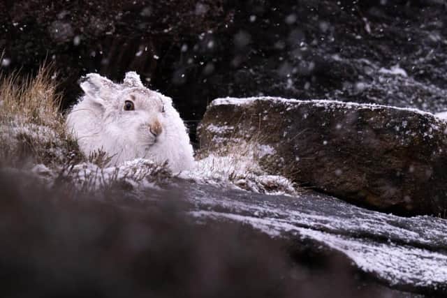 Photo taken by Ben Harrott for the RSPCA Young Photographer of the Year Awards 2022