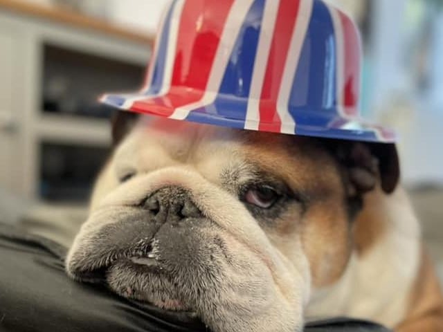 Maria Cook has one patriotic pooch!