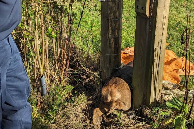 A deer became wedged between two fencing posts at Standen House and Gardens near East Grinstead