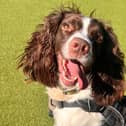 Meet Peppa – a sweet Springer Spaniel with a sensitive side who’s looking for a home.