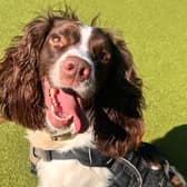 Meet Peppa – a sweet Springer Spaniel with a sensitive side who’s looking for a home.