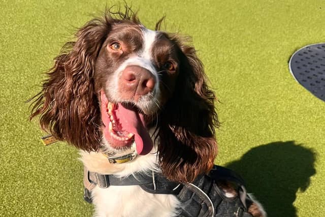 Meet Peppa – a sweet Springer Spaniel with a sensitive side who’s looking for a home.