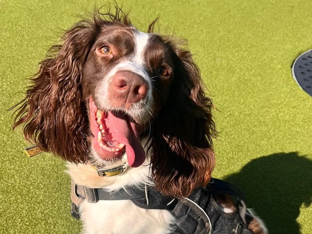 Meet Peppa – a sweet Springer Spaniel with a sensitive side who’s looking for a home.
