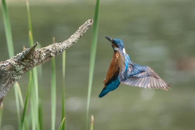 Kingfisher