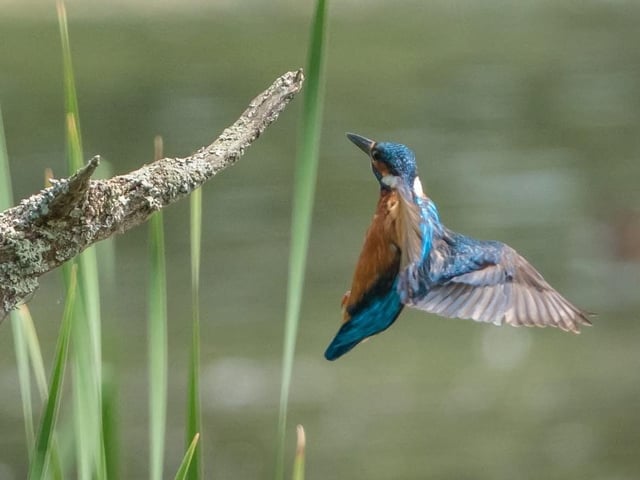 Kingfisher