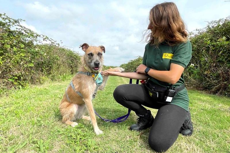 A bright, young Lurcher who loves to learn – meet Tula! She’ll make a fantastic companion to an active family who wish to do lots of fun training with their dog, and who can commit to keeping up the various training plans that her carers have implemented at the centre. Much more a fan of her people pals, Tula finds it overwhelming in the presence of other animals and must be the only pet at home. She will need to go for walks in quieter areas, and needs to wear her lead, anti-slip harness and muzzle when out and about. She's a fantastic traveller in the car, which is a great advantage if needing to drive her to rural locations. Tula would best be suited to a home with older, secondary-school aged children who are confident around lively pooches. .