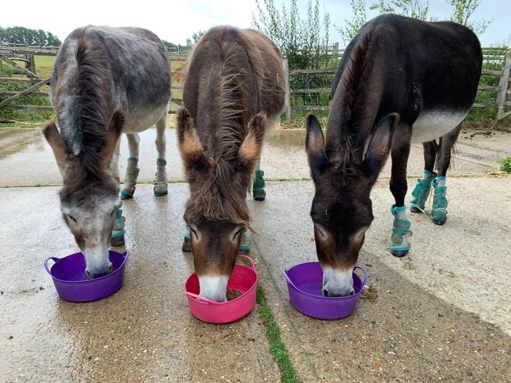 Summer heatwave drives winter feed appeal for Raystede’s horses and ...