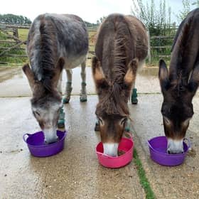 Duncan, Bumble and Bea. Pic Submitted/Raystede