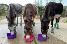 Duncan, Bumble and Bea. Pic Submitted/Raystede