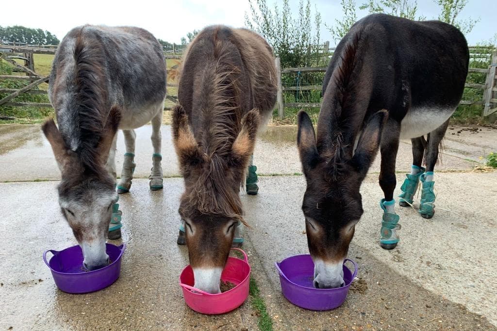 Summer heatwave drives winter feed appeal for Raystede’s horses and ...