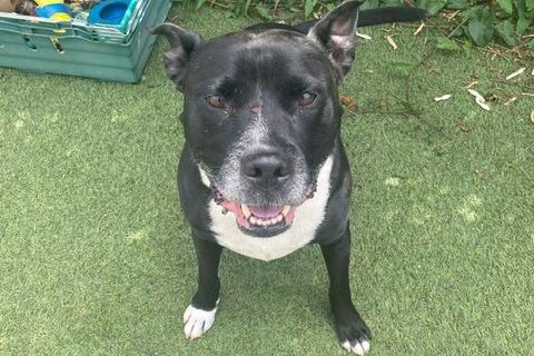 Lenny is a 'firm favourite' with sanctuary staff. He is sadly overlooked due to his breed and age, but loves to be with people. A spokesperson for Clymping Dog Sanctuary said: "Lenny is another heartbreaker at our kennels and sadly another returner to us. He was rehomed but due to a serious illness the owner can no longer care for Lenny."
He needs to be the only pet in his home and is hoping to find his 'forever sofa' soon. Due to his breed, he can be strong on the lead so will need an owner who is able to walk him.
