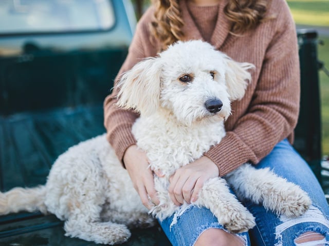 Spending quality time with your dog is one of the best way to show your furry friend that you love them. Dogs are social animals, they need company. Although every dog is different, we don't recommend leaving them alone for more than four hours per day as this can be detrimental for their mental health. Enjoying a cosy cuddle together, playing games they enjoy, or simply enjoying each other’s company are easy ways to make your furry friend feel great!