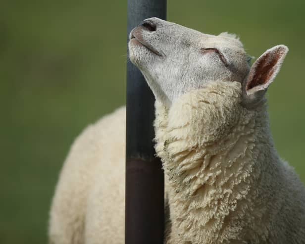 Eight sheep have been killed and others have been ‘seriously injured’ following a dog attack in a Sussex field. (Photo by Sean Gallup/Getty Images)