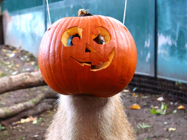 Drusillas Park's ‘pumpkin head photoshoot challenge’