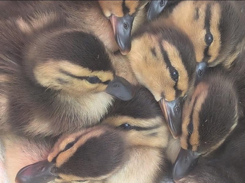 Ducklings