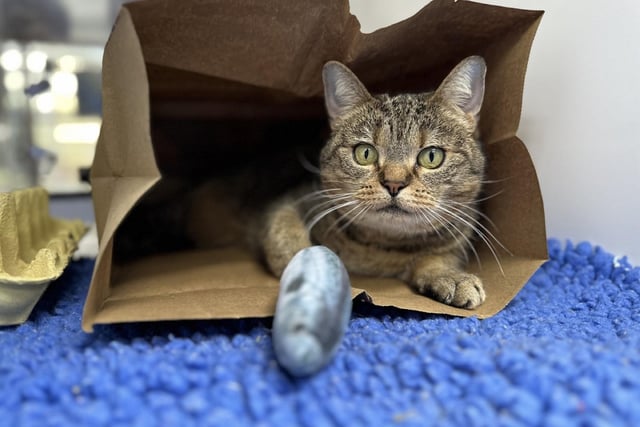 Khaleesi at Cats Protection’s National Cat Adoption Centre