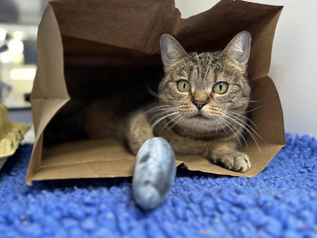 Khaleesi at Cats Protection’s National Cat Adoption Centre