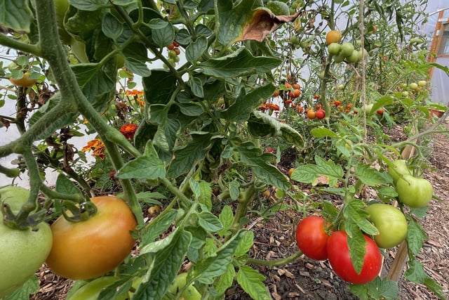 Tomatoes in one of the polytunnels