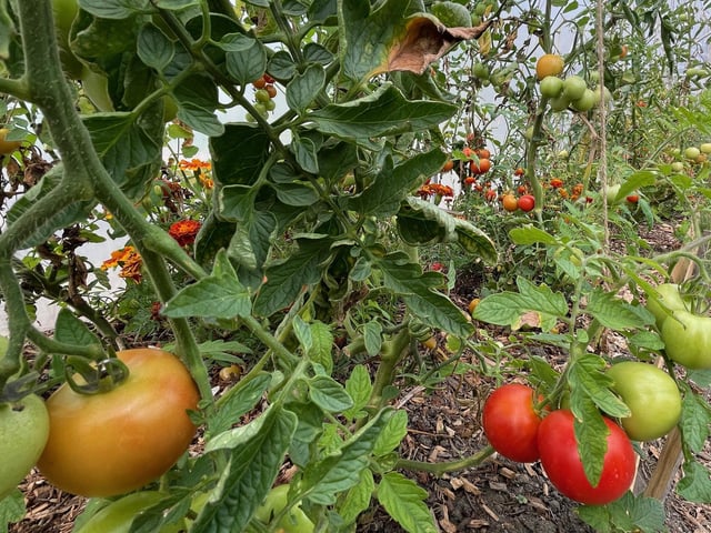 Tomatoes in one of the polytunnels