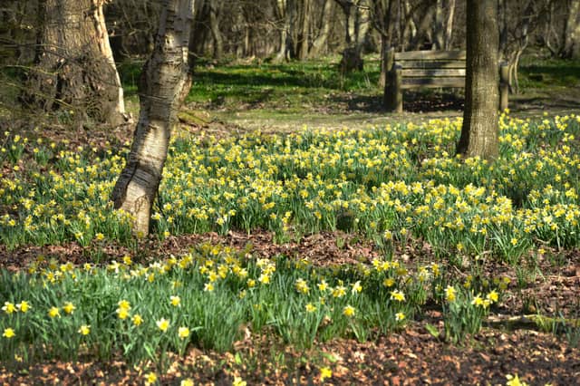 Daffodils in Millenium Avenue.
