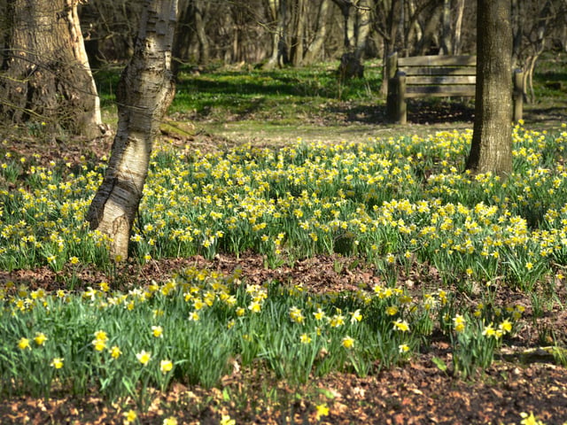Daffodils in Millenium Avenue.