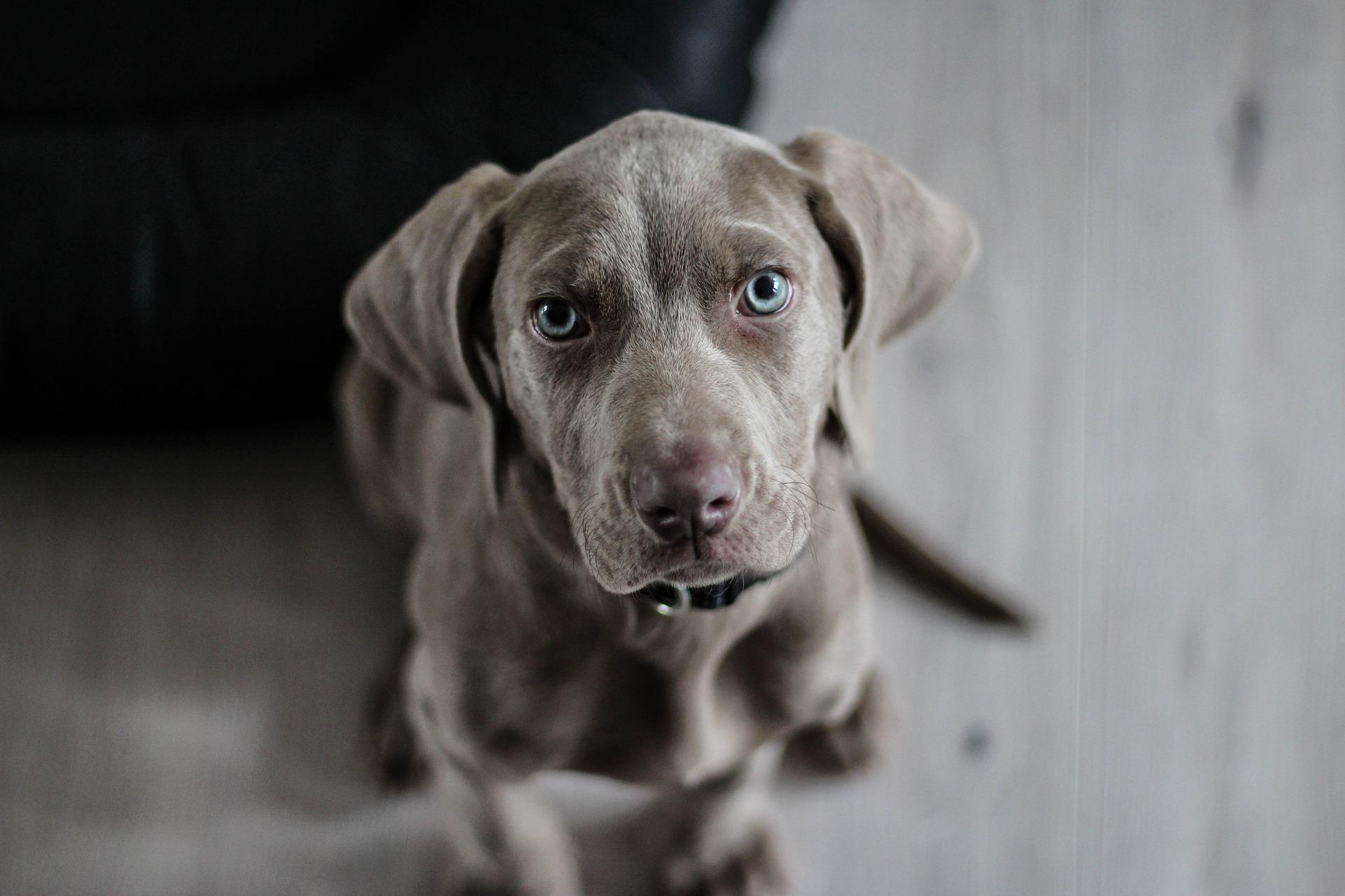 The signs your dog loves you come from their whole body. Dogs watch us, they look deep into our eyes and study our facial expressions. Our own dogs will look into our eyes with a soft gaze of pure adoration. If you’re looking at displays of affection from your dog, you are looking for a super-soft, gentle blinking gaze and relaxed body.
