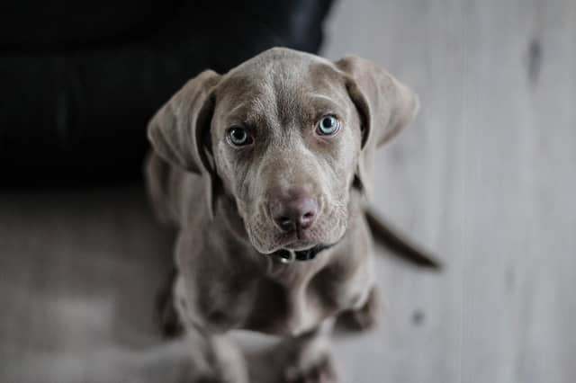 The signs your dog loves you come from their whole body. Dogs watch us, they look deep into our eyes and study our facial expressions. Our own dogs will look into our eyes with a soft gaze of pure adoration. If you’re looking at displays of affection from your dog, you are looking for a super-soft, gentle blinking gaze and relaxed body.