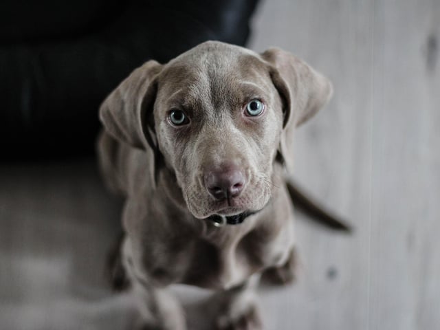 The signs your dog loves you come from their whole body. Dogs watch us, they look deep into our eyes and study our facial expressions. Our own dogs will look into our eyes with a soft gaze of pure adoration. If you’re looking at displays of affection from your dog, you are looking for a super-soft, gentle blinking gaze and relaxed body.