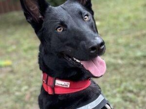 Sky was a little worried on arrival but has blossomed into a very friendly, loving girl. She knows 'sit', 'down' and her name and wants to make friends with everyone she meets. Sky tries to be clean in her kennel so should be housetrained in her new home. She loves her food but her favourite thing is playing fetch with a ball! Sky was involved in a road traffic accident when she was younger and because of this she has three legs. This does not stop her and she runs just as fast as a four legged dog! Sky is not really interested in other dogs but will happily walk near them without being bothered. She would probably prefer to be the only dog in her new home so she can have all the attention and she will bond very quickly to her new owner. She needs a home without cats or small animals. Sky is looking for an experienced owner with someone prepared to put lots of time into her training as she is a breed that will get bored easily. She will need lots of mental stimulation and enrichment and a fairly active home. She could live with teenage children who are used to big dogs.