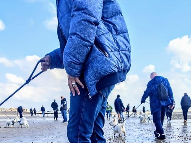 The third Littlehampton Westie Walk took place on Saturday, April 15, 2023, and the town welcomed 50 Westies to a beach walk at low tide - a huge success!