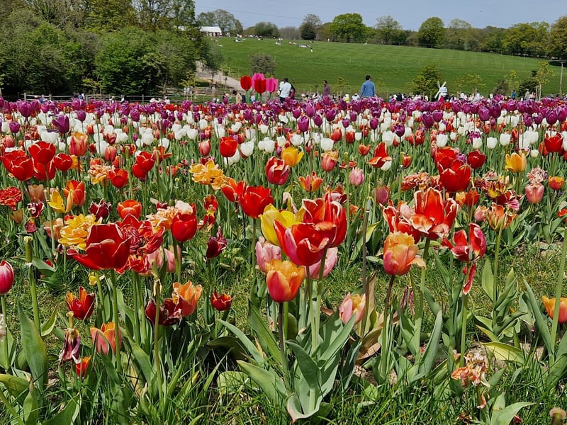 Tulleys Tulip Fest celebrates the arrival of spring with 1.5 million blooms in the fields