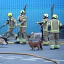 Eleven dogs were helped to safety as firefighters tackled a major blaze, involving two industrial buildings in Lancing. Photo: Eddie Mitchell