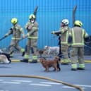 Eleven dogs were helped to safety as firefighters tackled a major blaze, involving two industrial buildings in Lancing. Photo: Eddie Mitchell