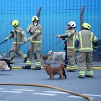 Eleven dogs helped to safety during major fire at Lancing Business Park