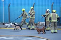 Eleven dogs were helped to safety as firefighters tackled a major blaze, involving two industrial buildings in Lancing. Photo: Eddie Mitchell