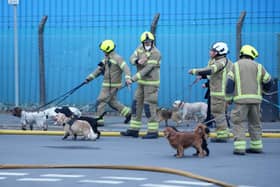 Eleven dogs were helped to safety as firefighters tackled a major blaze, involving two industrial buildings in Lancing. Photo: Eddie Mitchell