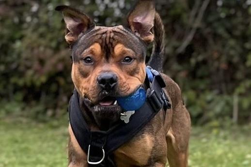 Jeff is a friendly, exuberant boy who wants to say hello to everyone he meets. He knows 'sit', 'paw' and his name but will need continued training in his new home. Jeff loves to play and is very enthusiastic with his toys! He is a very bouncy boy who can be a little boisterous when over-excited so would require an experienced home without young children. Jeff is a new arrival and has not yet been assessed with other dogs.