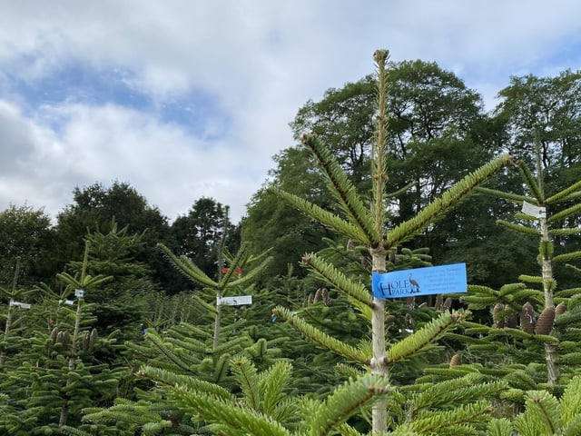 Christmas trees at Hole Park estate