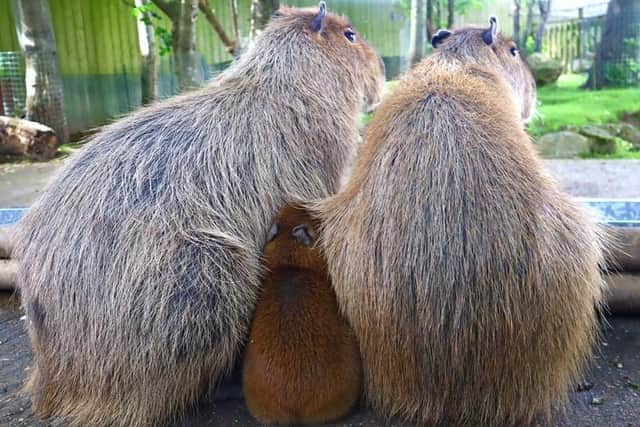 The family of three