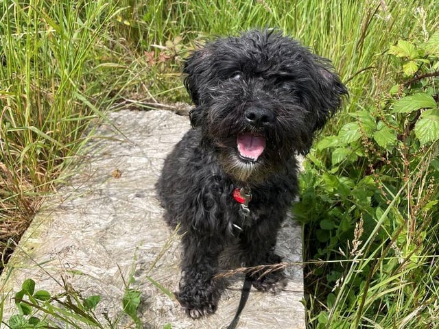 Woody adores the company of his favourite friends but will never be a cuddly 'lap dog' and prefers to interact with his humans by doing fun activities together. He will need a multi-carer home in order to keep up his training and grooming, and he would like access to his own area where he can have his meals and enjoy his favourite things as he does struggle to share. Woody needs to be the only dog in an adult-only home, and requires a garden. His new home must be within two hours of the Shoreham rehoming centre so he can have a few trips to his new home before packing his bags for good.