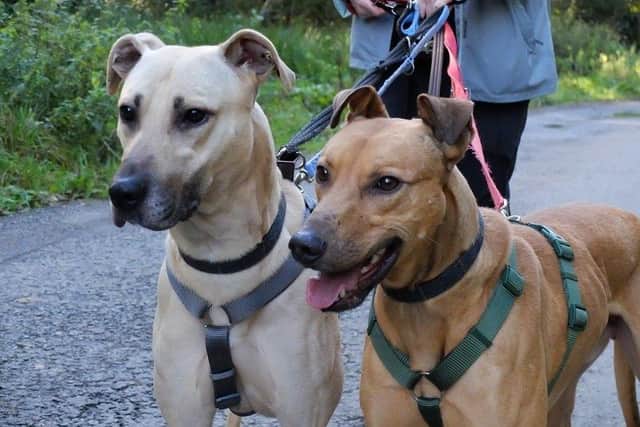 A bonded pair of dogs at a Sussex animal rescue have been searching for a home together for more than a year.